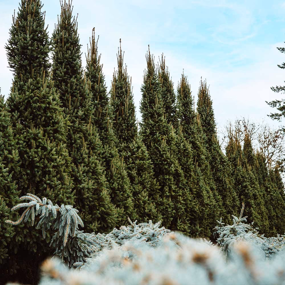Is Norway spruce a Christmas tree?