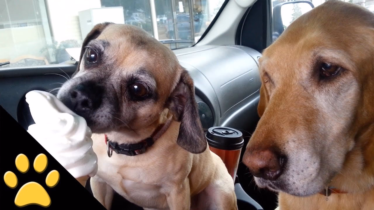 How do you use an ice cream scooper?