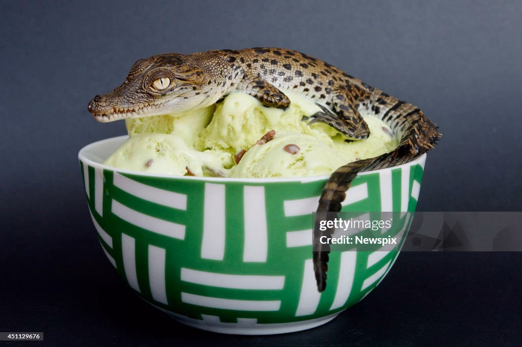 Where to buy crocodile ice cream?