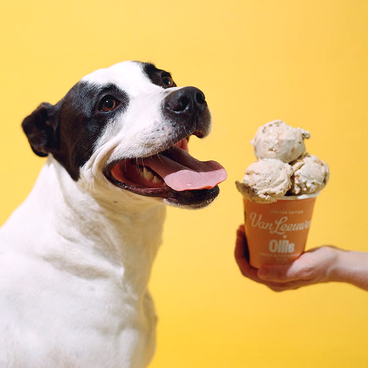 What is Doggy ice cream?