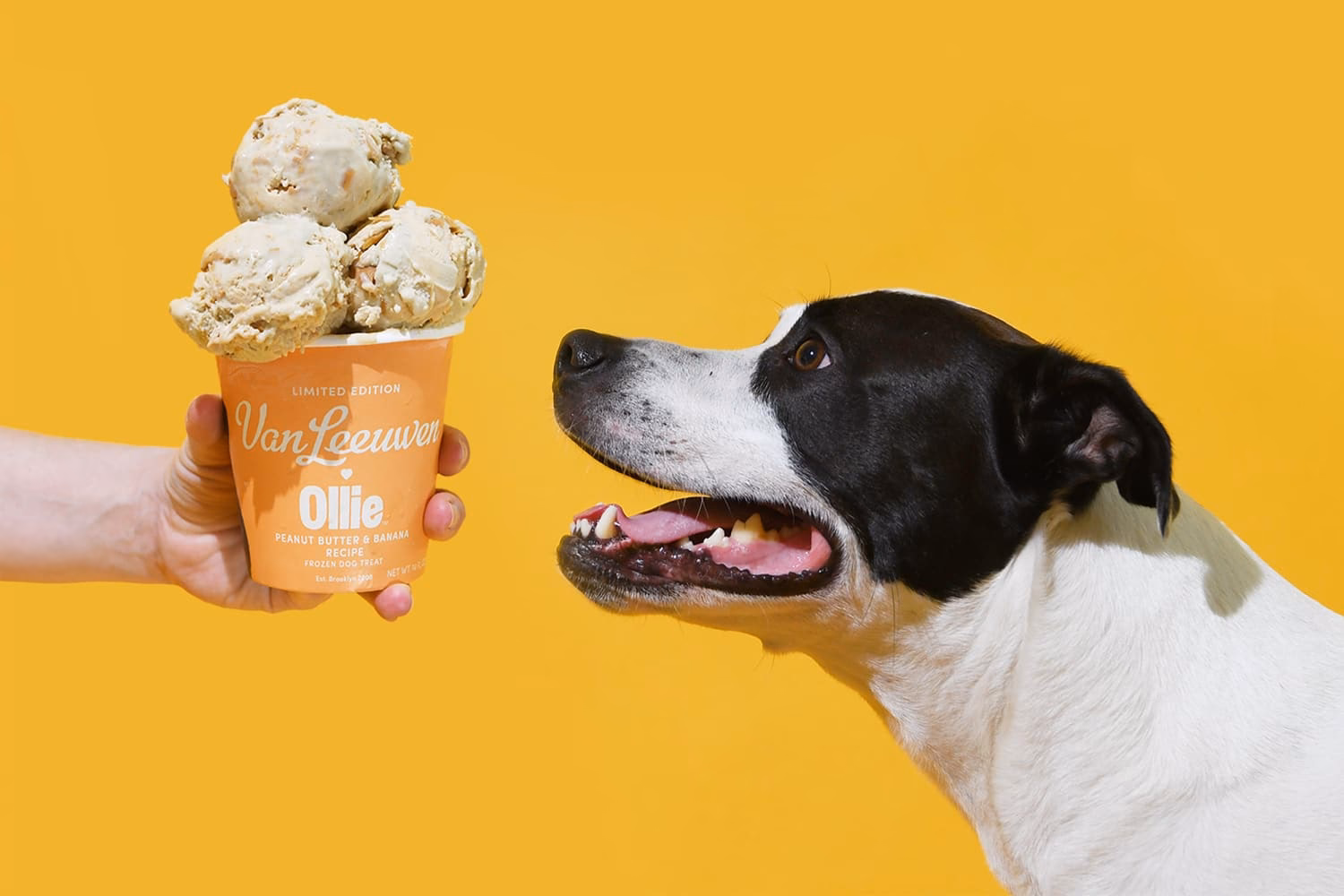 How to make dog ice cream?
