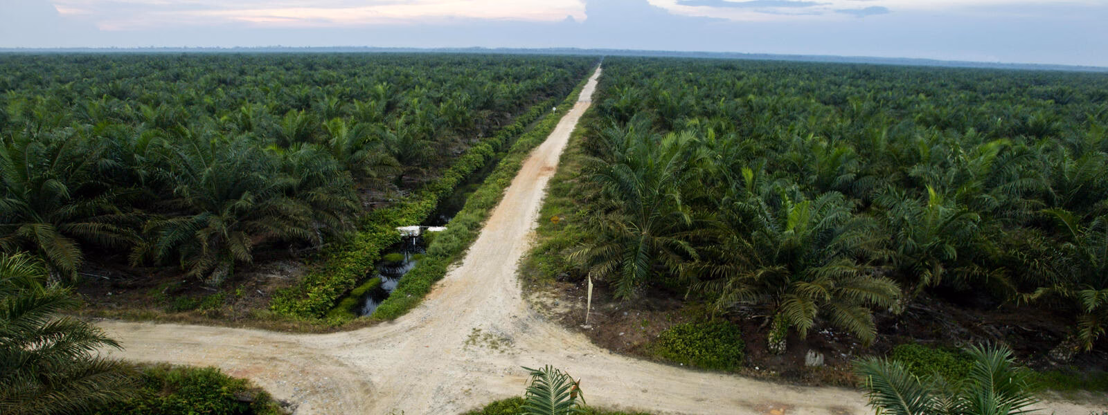 What are the impacts of ice cream?