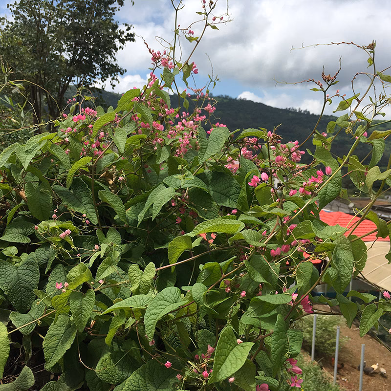 What happened to the vine?