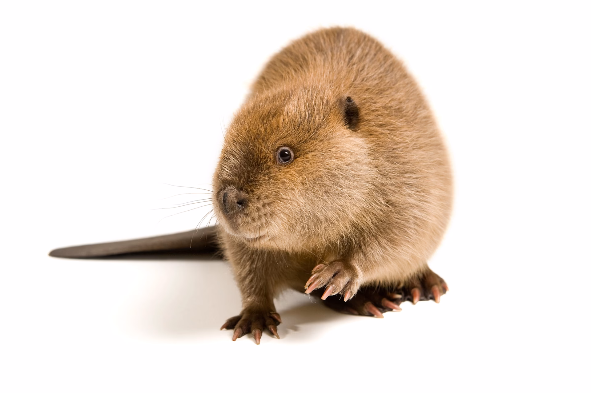 Are Beaver's butts used to flavor ice cream?